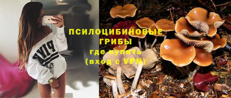 МЕГА маркетплейс  Гулькевичи  Псилоцибиновые грибы Psilocybe 